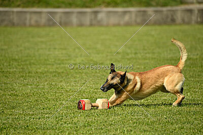 Serro de lorigine de faucon rouge